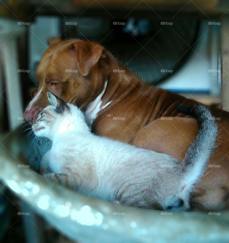 Pit bull and Cat