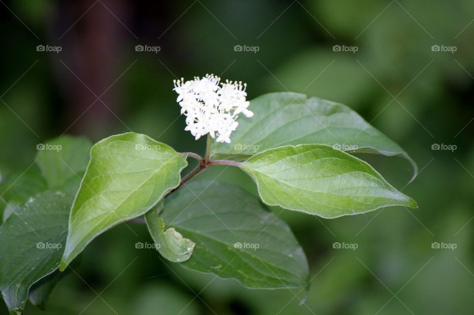 White weeds