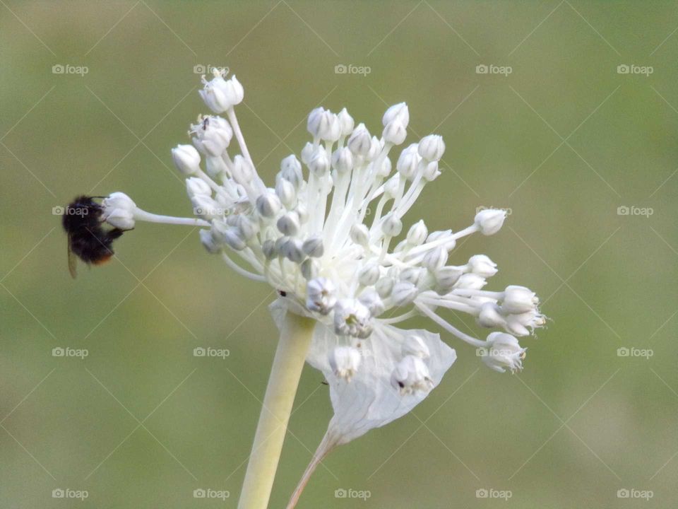 Hummel auf Porreeblüte