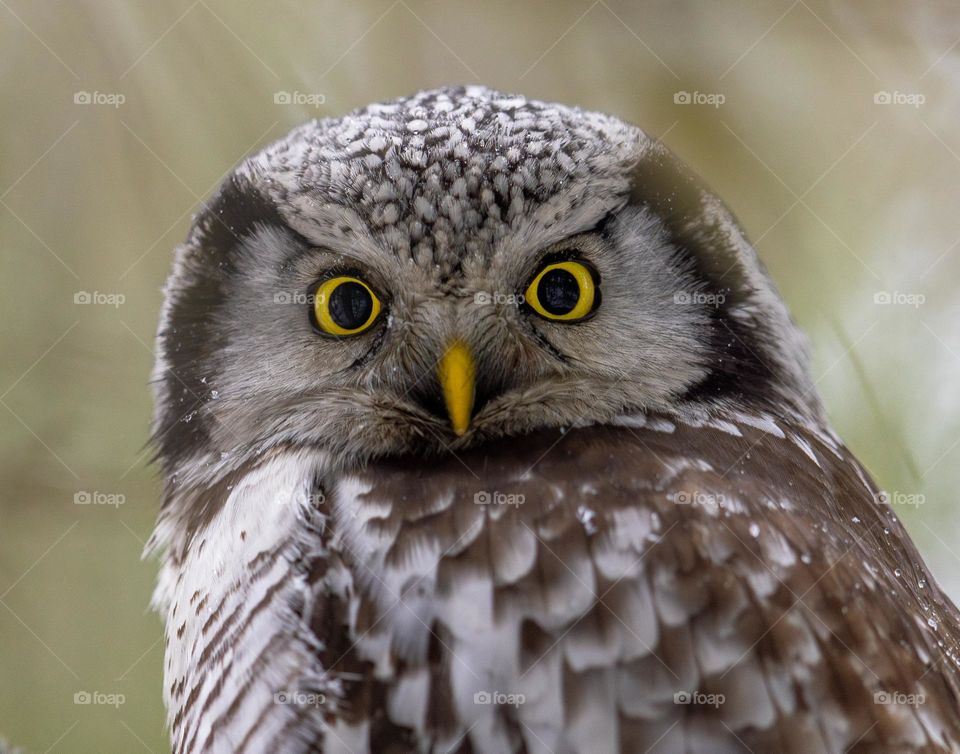 Hawk owl looking at me