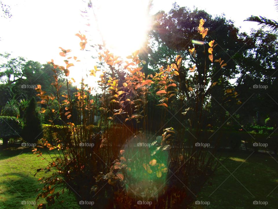 Beautiful sunset through trees or leaves with beautiful background