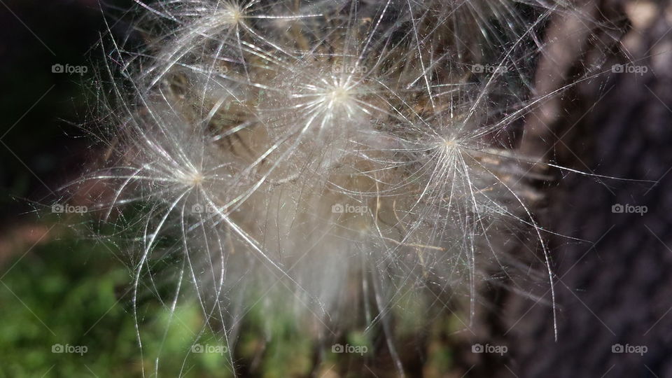 thistle dried bloom