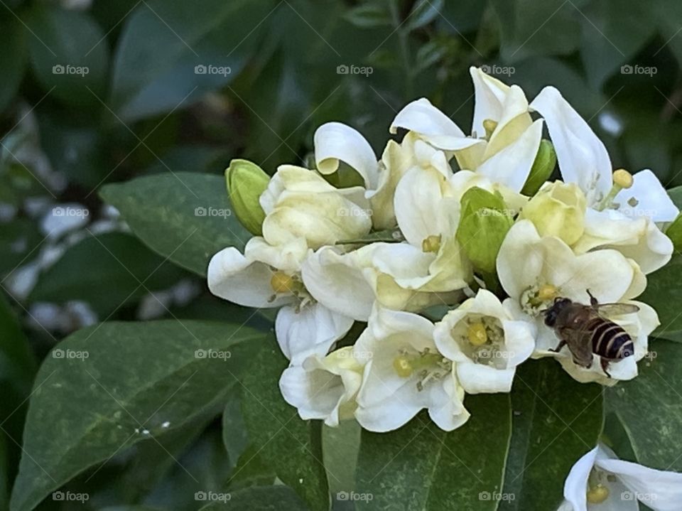 Flower, Nature, Leaf, No Person, Garden