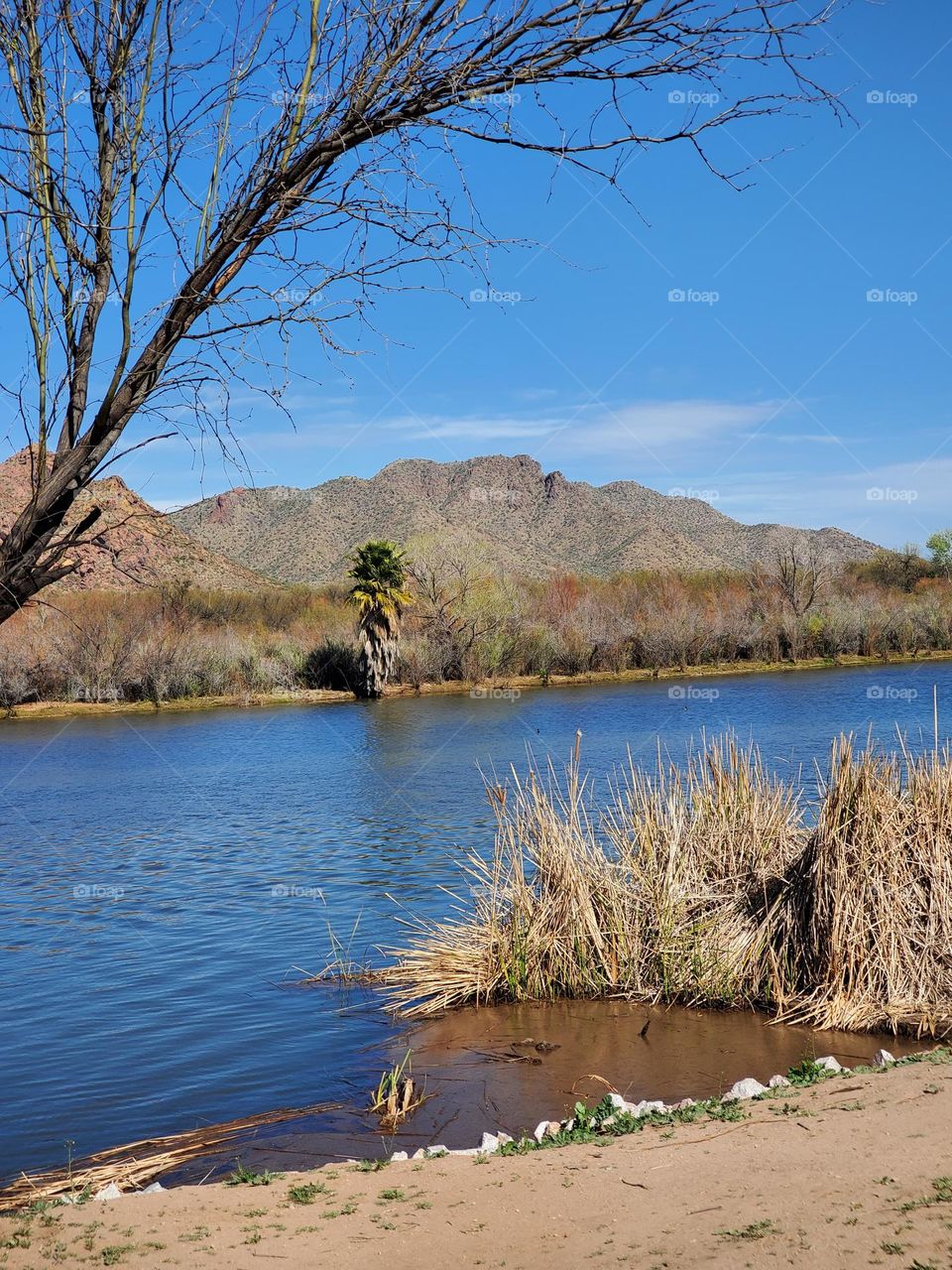 Salt River in Arizona Desert