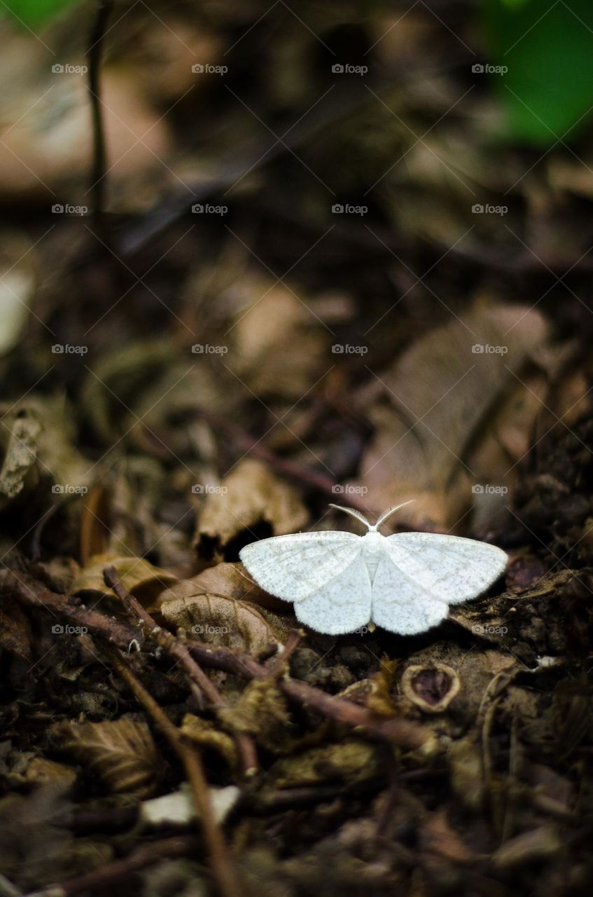 white butterfly