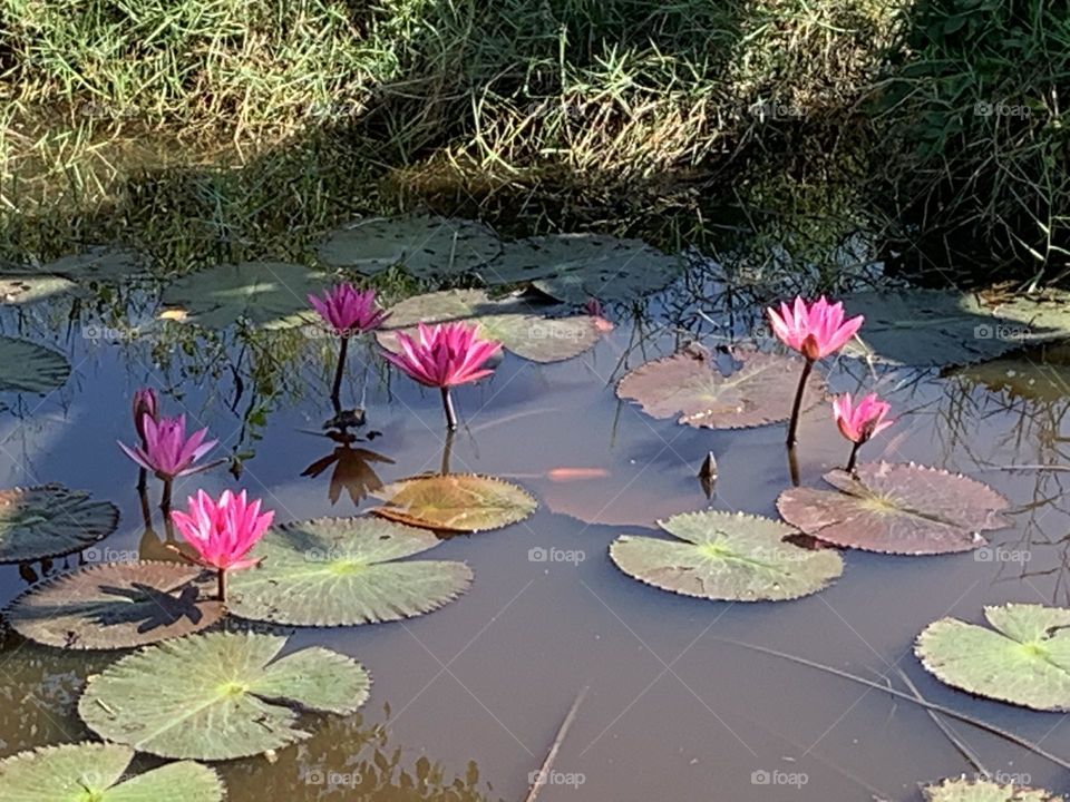 Editors choice : Photo of the week, Thailand.