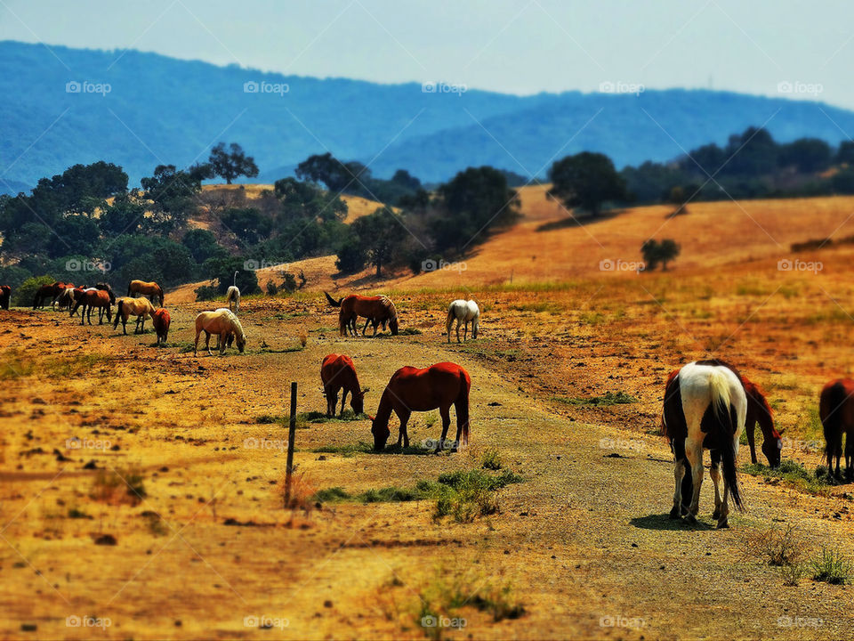 Horses grazing in California golden pasture