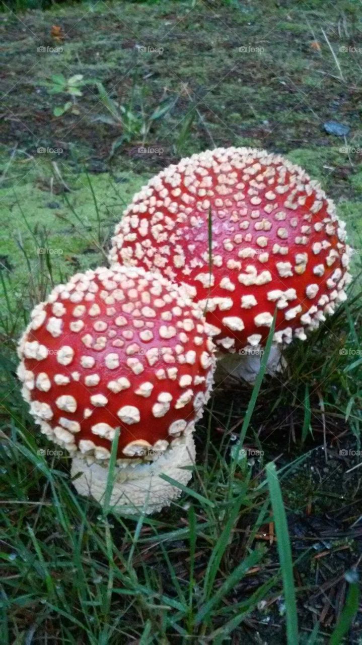 Toadstool