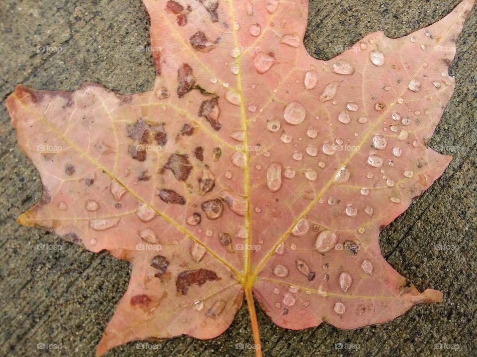 Close up of fall leaf with raindrops on sidewalk.