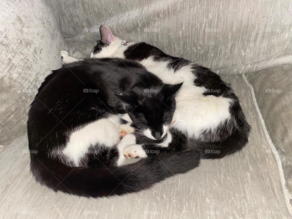  Cats cuddling