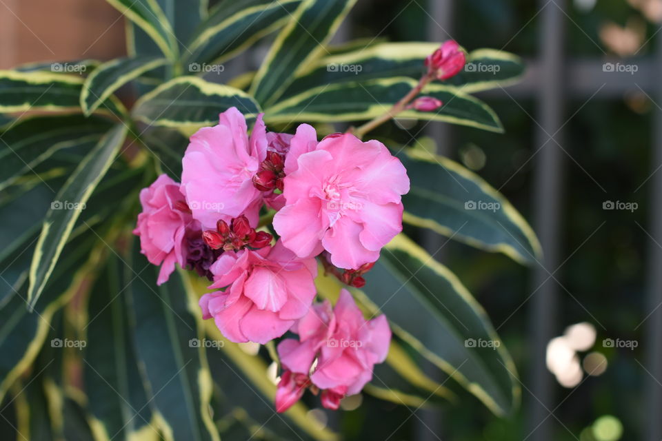 Oleanders or Laurel in bloom