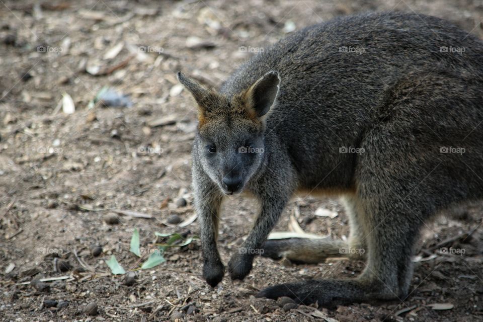 Black Wallaby