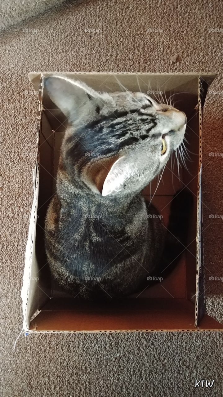 box kitty