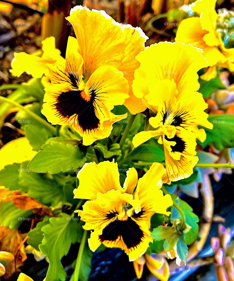 Yellow springtime pansies 