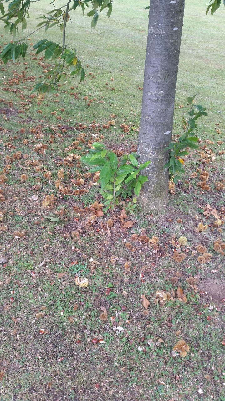 Gathering Chestnuts
