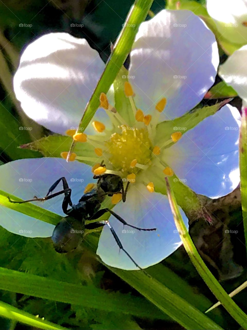 Any collecting nectar