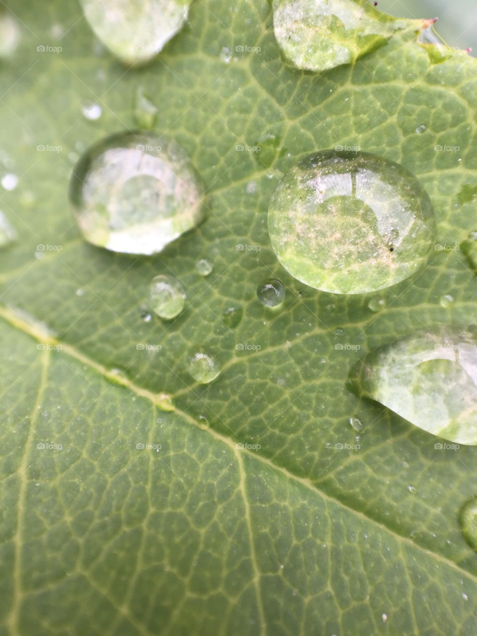 Green macro 