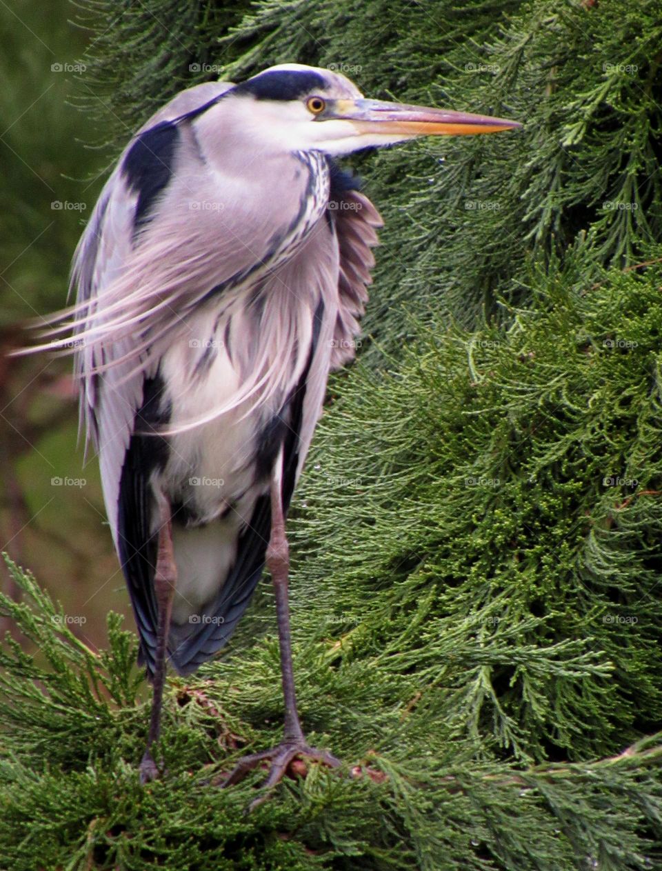 Perched