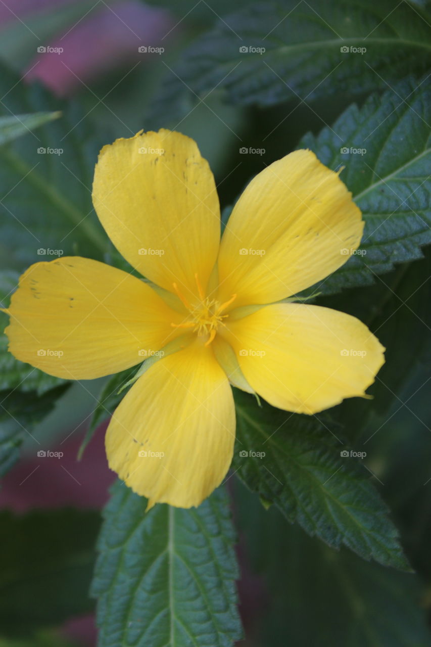 nature is everything ; Nature can sense us and try to communicate with us! Inside the flower