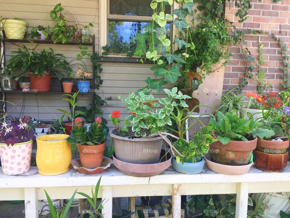 House plant hobby 