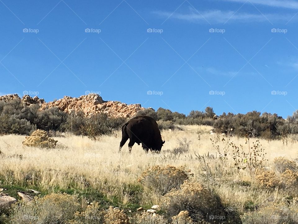 Bison on antelope island, Utah 