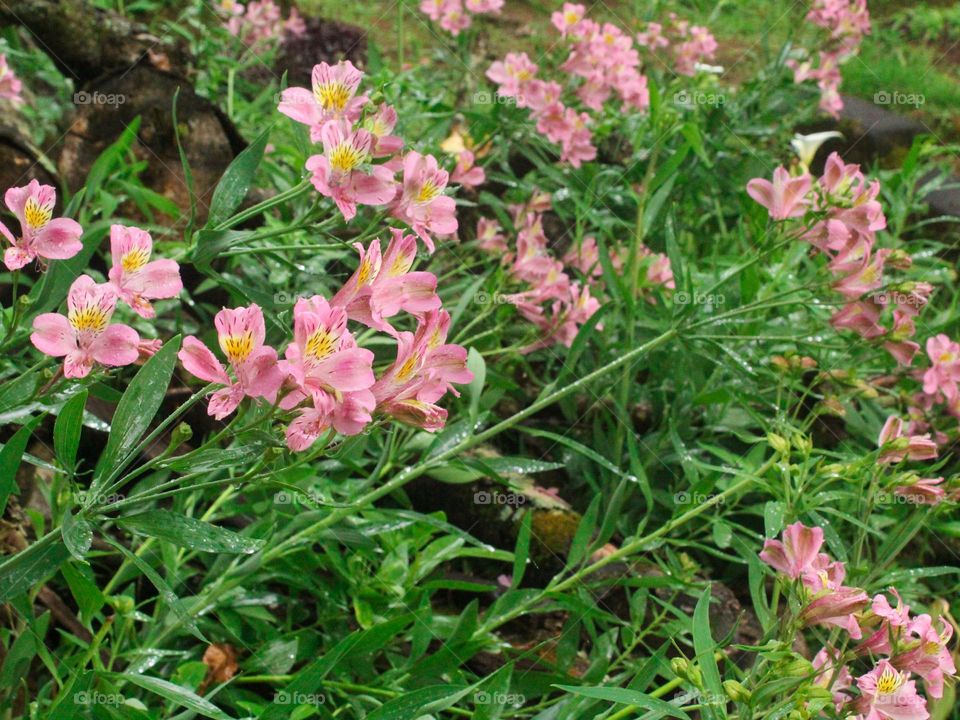 pink flower