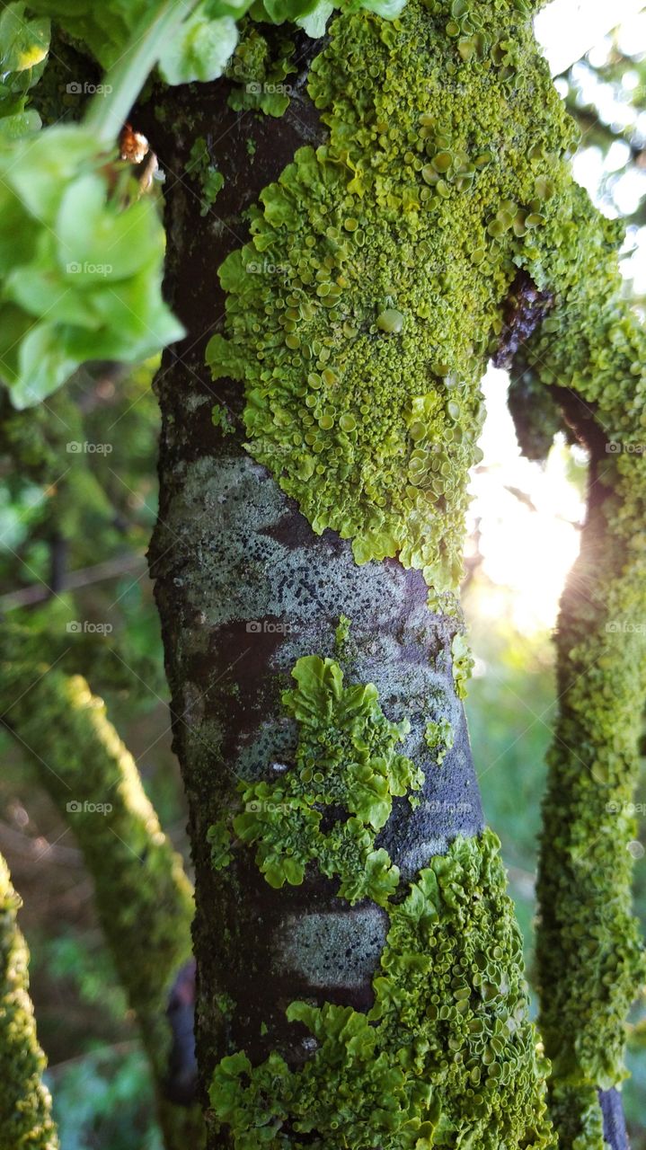 Branch with green moss, forest in green, sunlight through the branches.