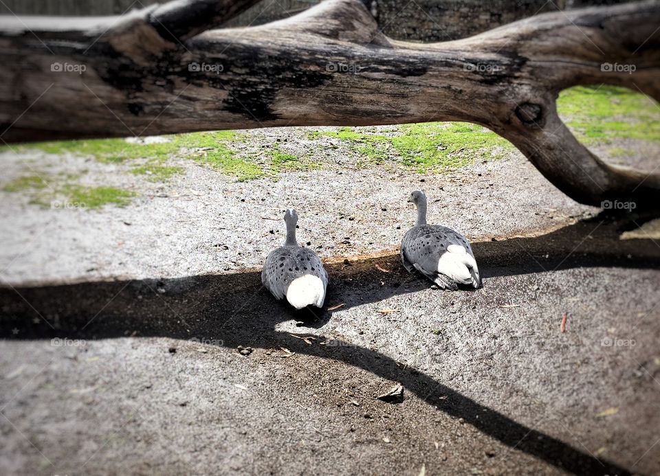 Two geese resting in the shade