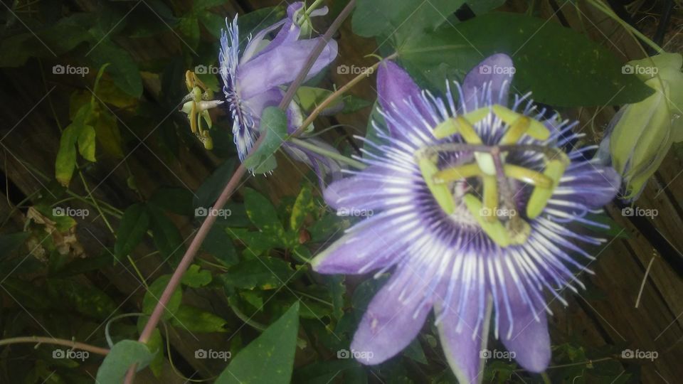 passionflowers