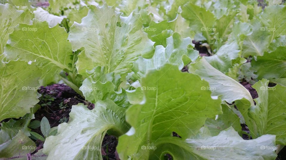 lettuce  ,vegetables