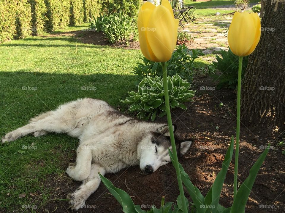 Summer pets/ husky dog having a nap in flower bed