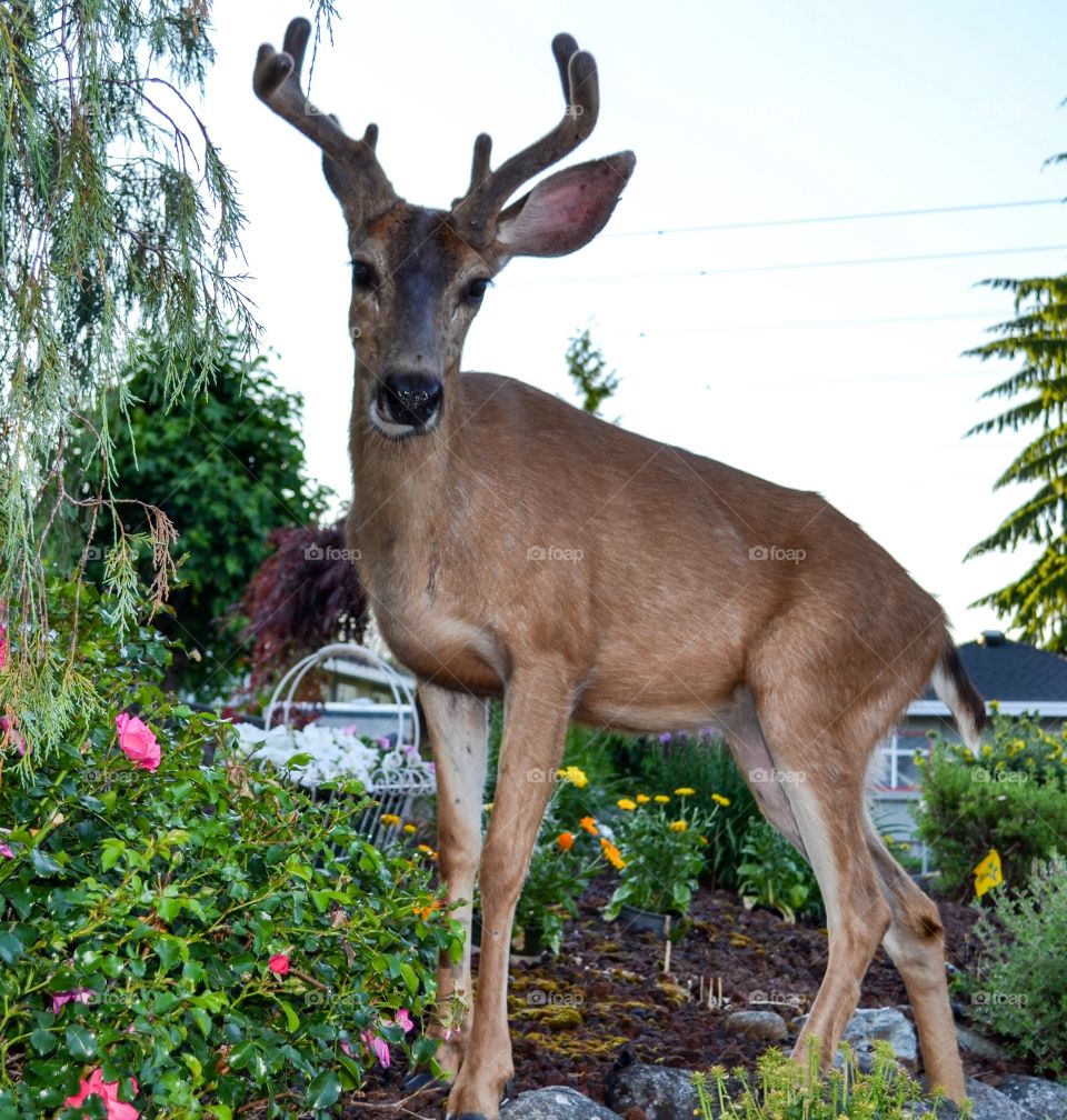 Wild Buck, male deer eating garden flowers and shrubs in Suburbs, Anmore British Columbia, closeup, antlers