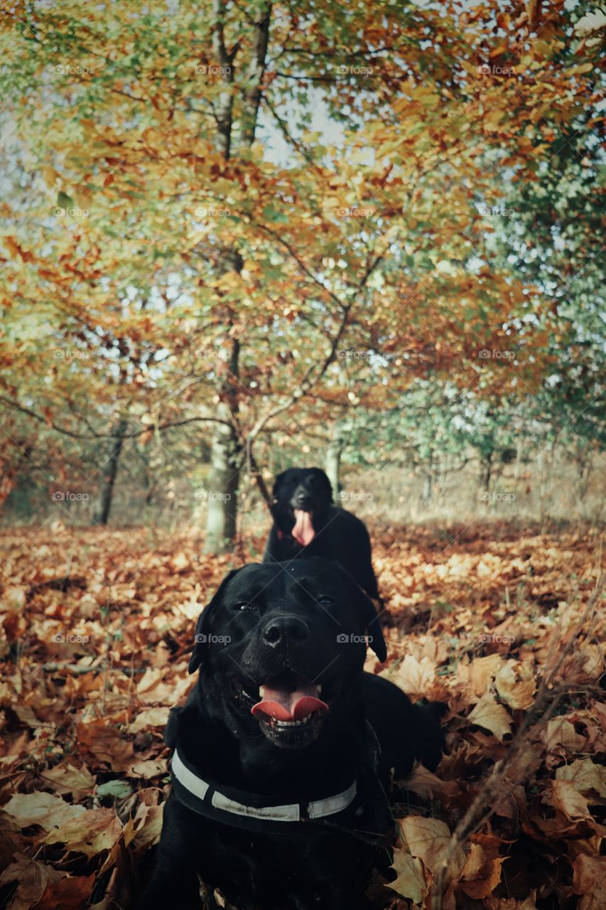 best Friends in autumn