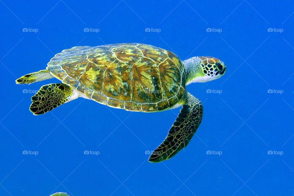 Sea Turtle