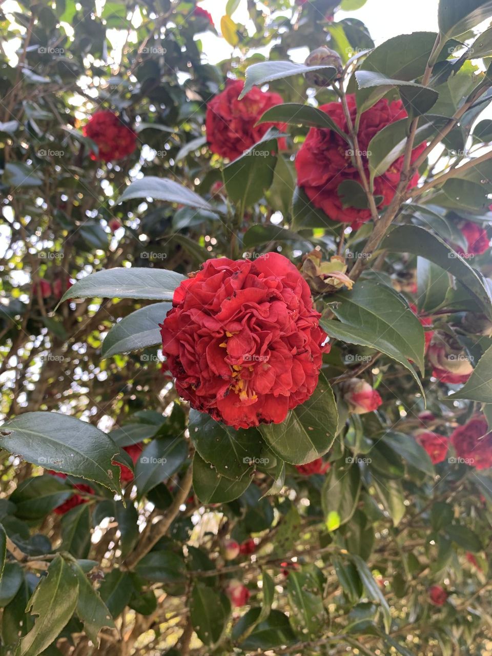 flower season - Yangmingshan National Park