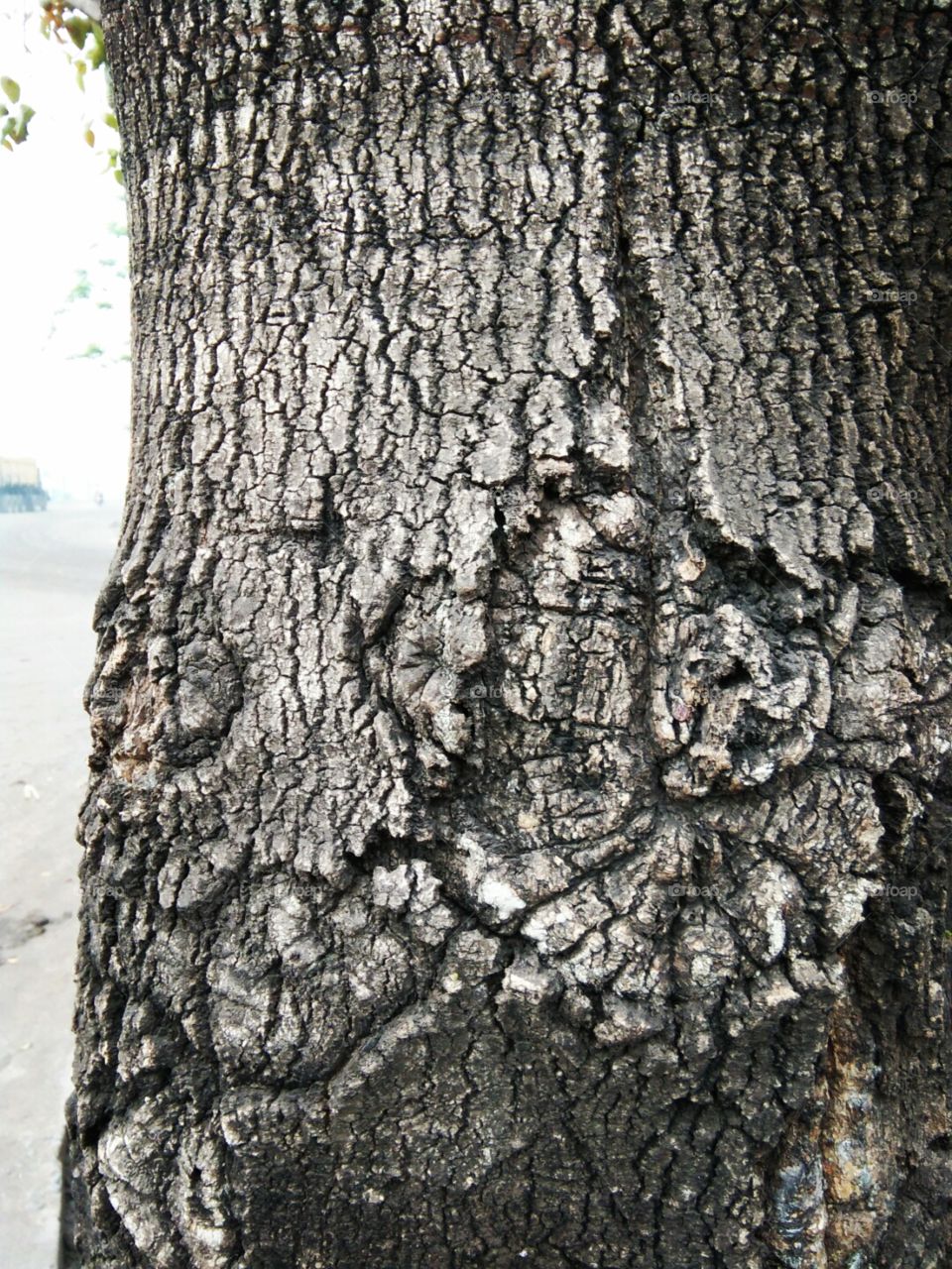 pattern of Tree trunk