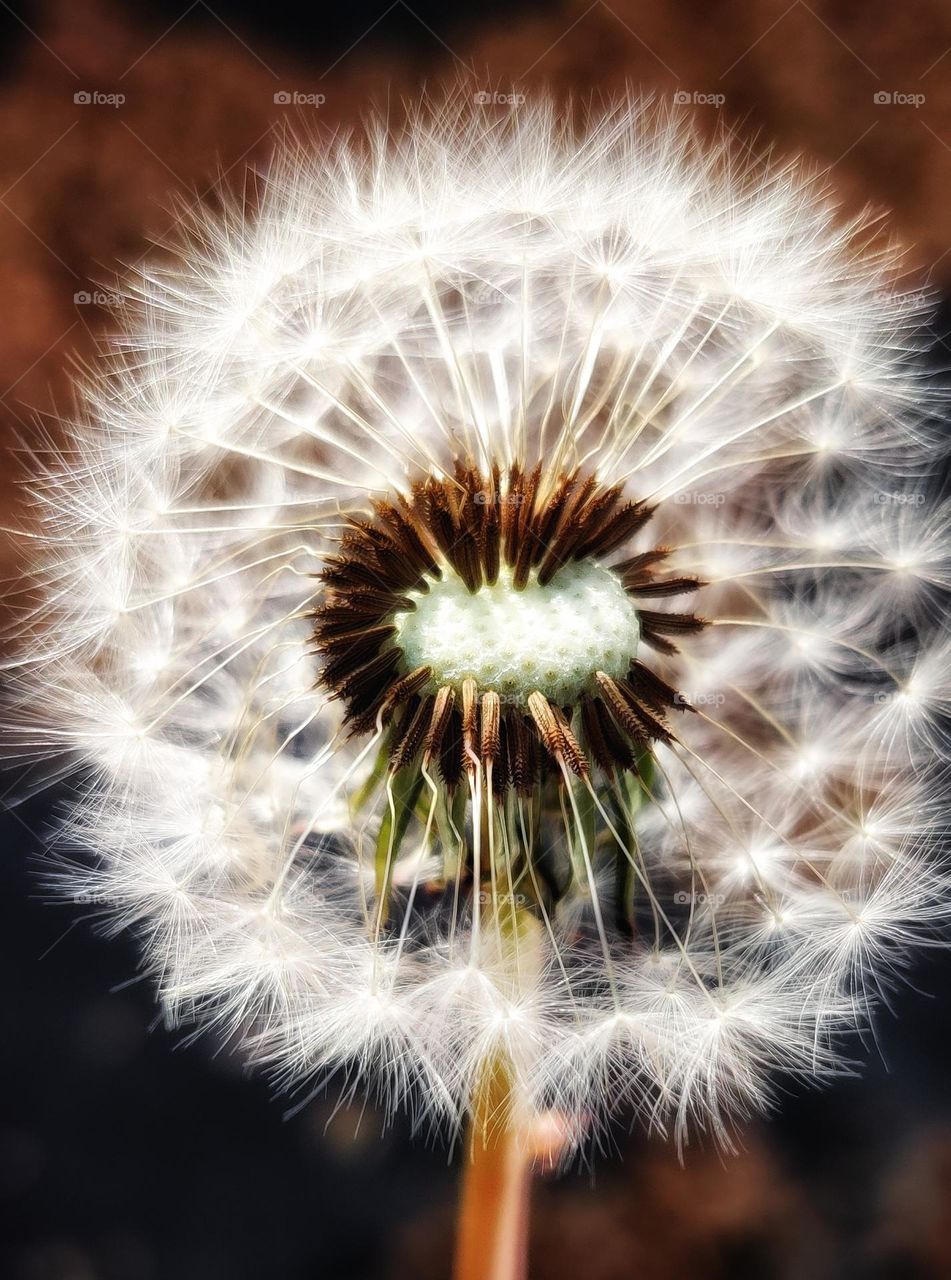 autumn dandelion mood