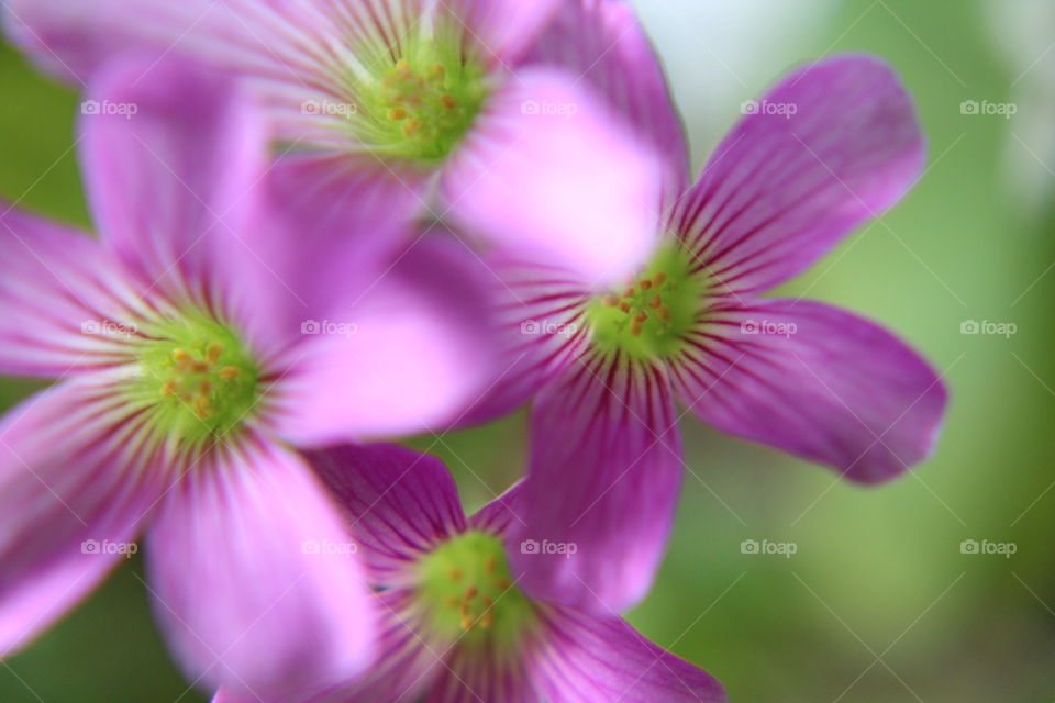 Group of purple clover blooms