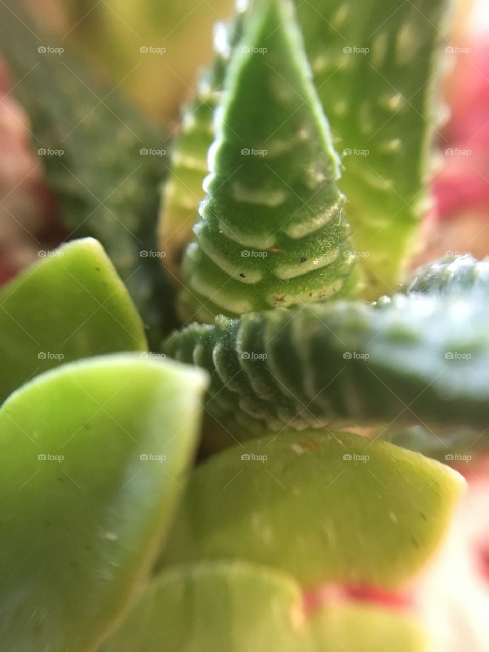 Macro lens