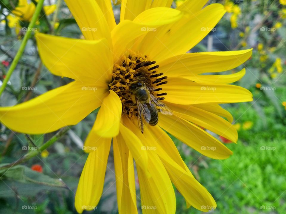 Beautiful bee on the flower