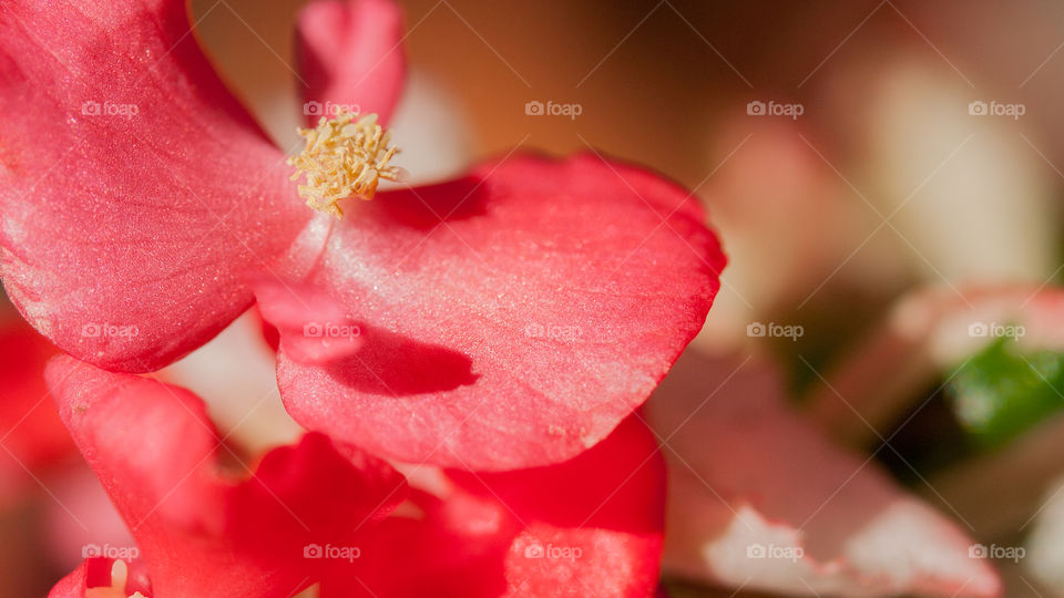 Flowers are the crown of spring. The petals of these flowers glitter in the sunlight. Their intens but soft pink hue captivates the eye. 