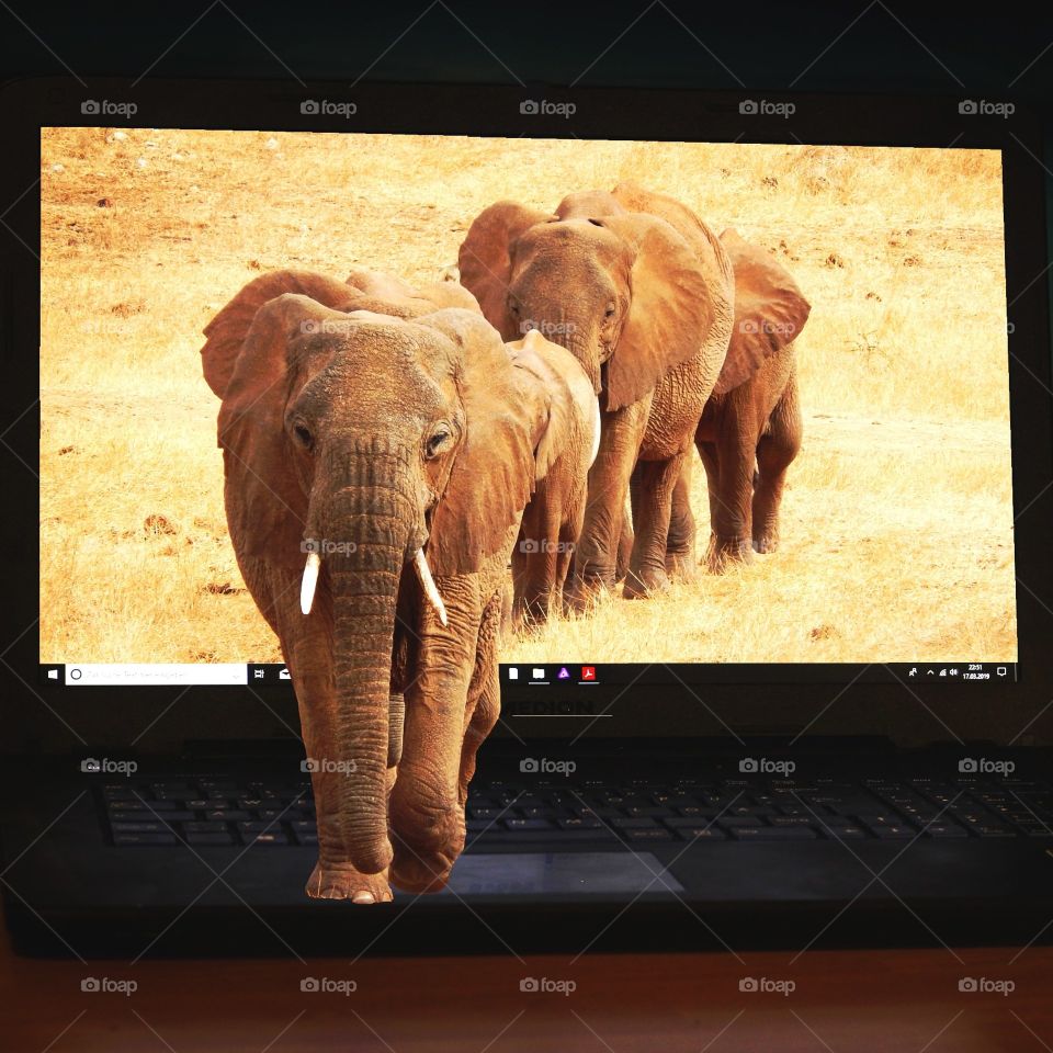 Elefanten aus Laptop