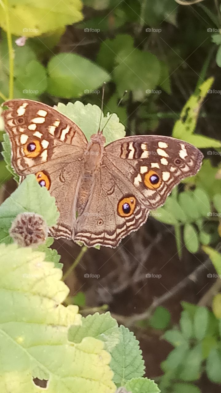 this butterfly is very very close click and nature