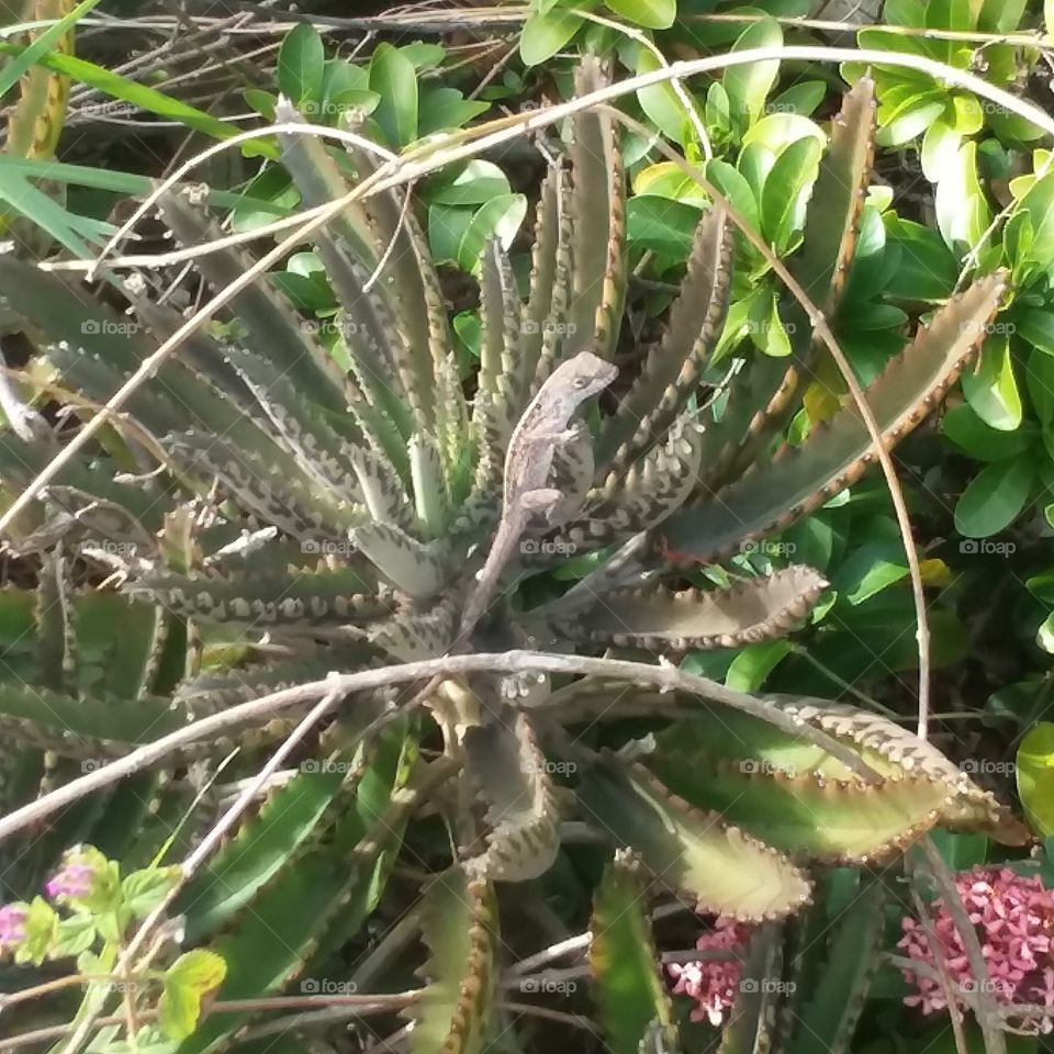 lizard hanging out on a succulent!  these little critters arecawesome! they also jump a good distance.