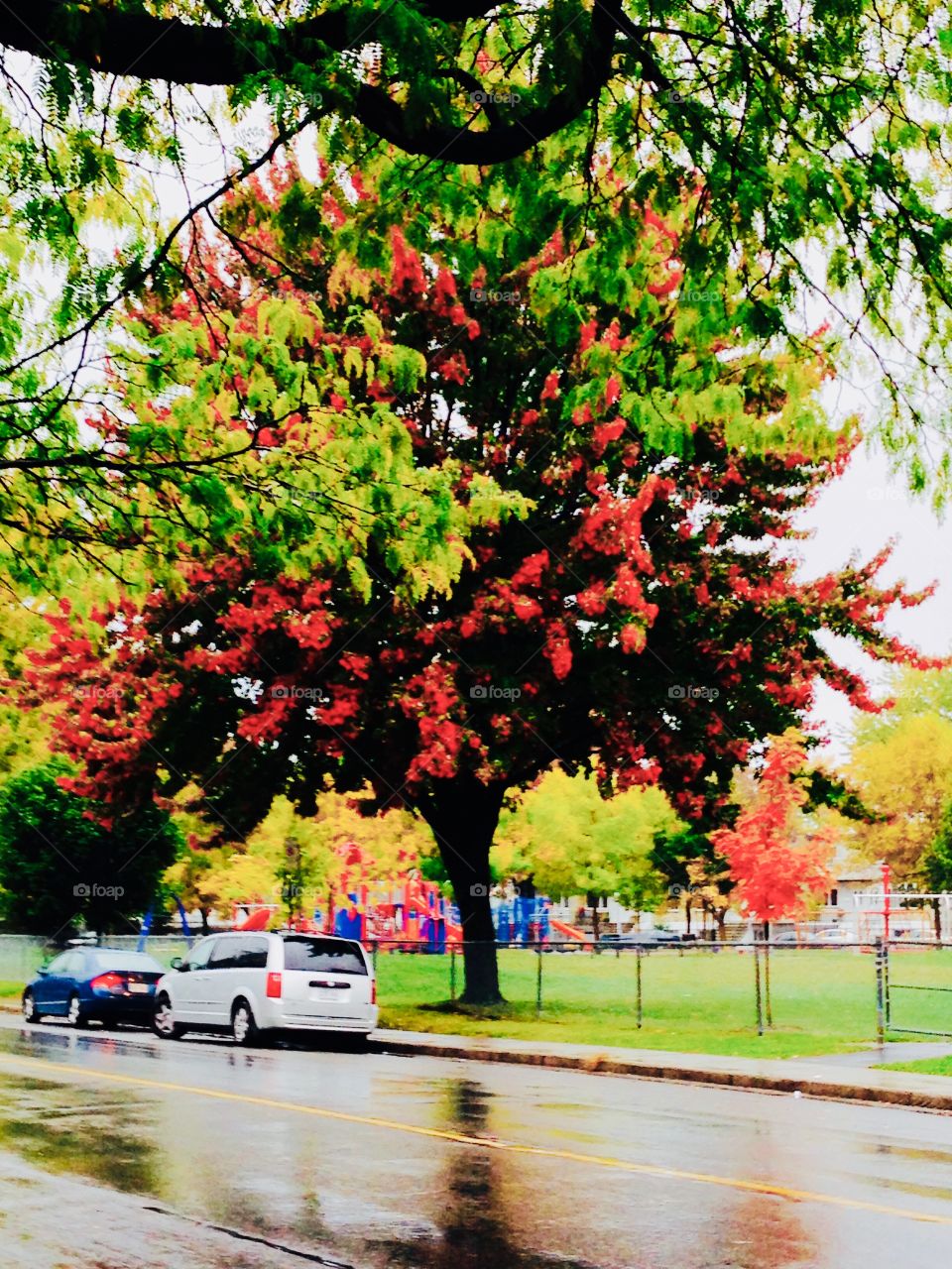 Autumn Tree 02-Octobre 24 2014- Montreal, Quebec, Canada