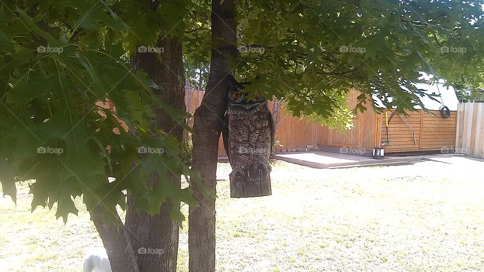 OLD WISE OWL. OWL KNOWS HOW MANY LICKS TO THE CENTER OF TOOTSIE POP