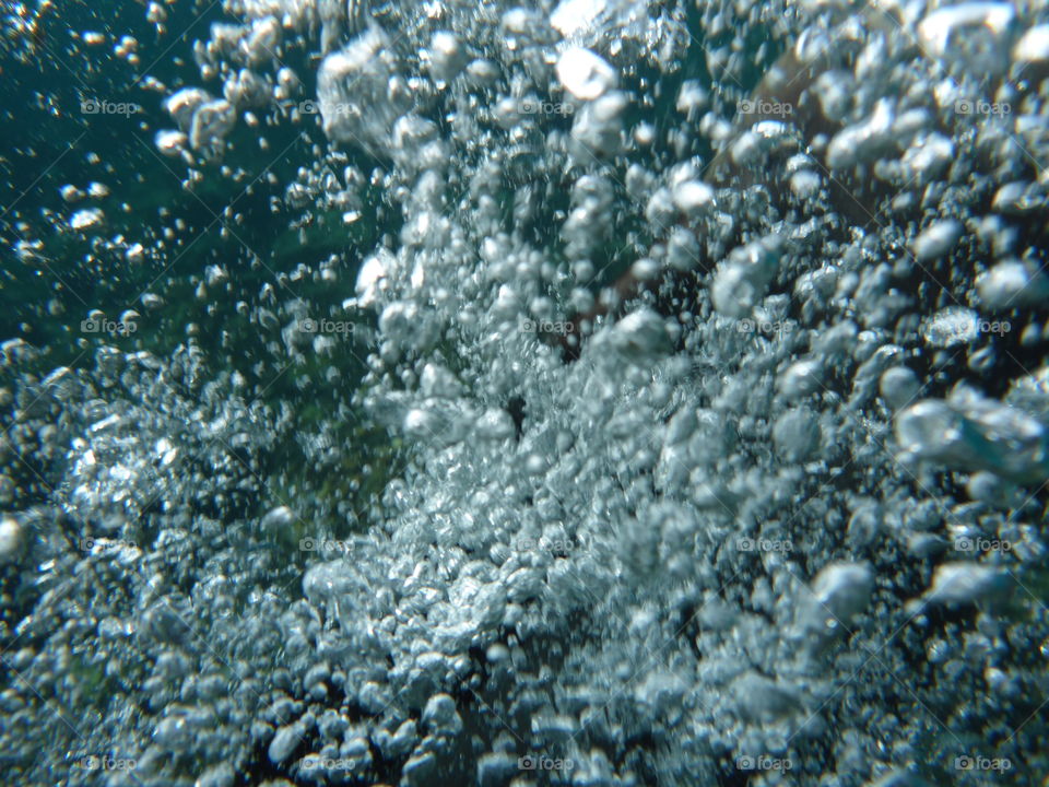 Sea lion bubbles