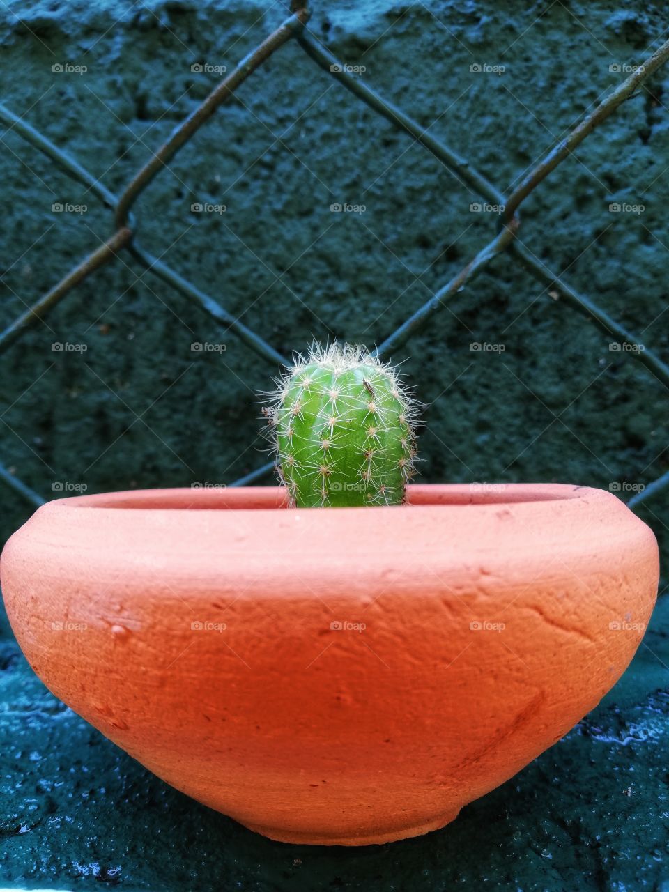 #Cactus