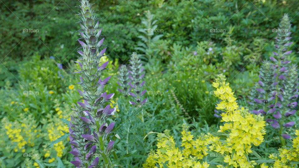 Flowers in a park during summer