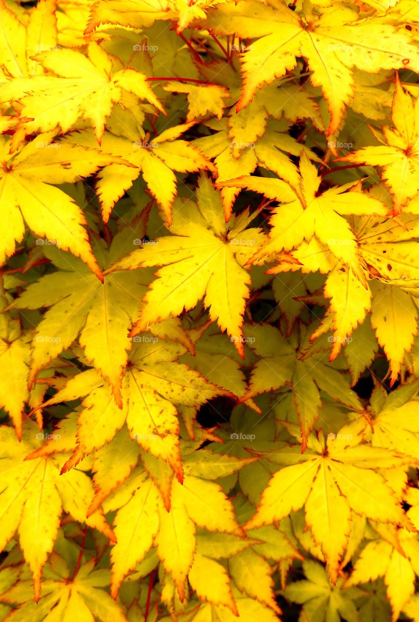 beautiful leaves